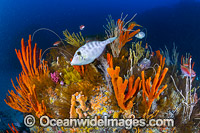 Tasmania Underwater Reef Photo - Gary Bell