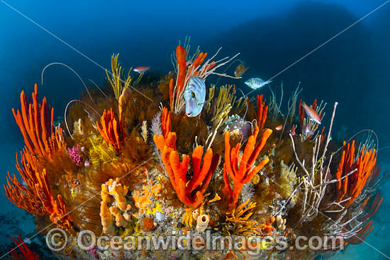 Deep water Reef Tasmania photo Deep water Reef Tasmania photo