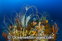 Tasmania Underwater Photo - Gary Bell