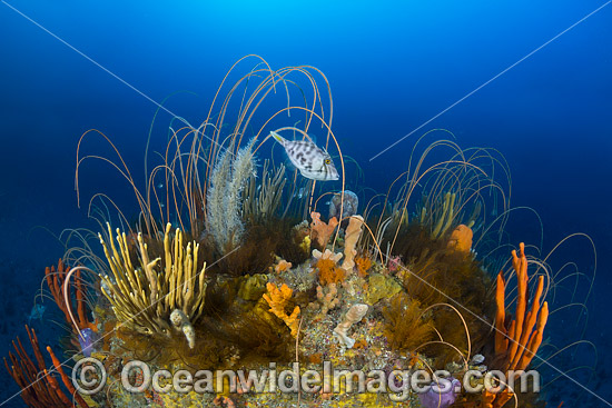 Temperate deep water reef comprising of Reef Fish amongst Whip Corals, Sea Sponges and Crinoid Feather Stars. Photo taken at Governor Island Marine Sanctuary, Bicheno, Tasmania, Australia. Photo - Gary Bell Temperate deep water reef comprising of Reef Fish amongst Whip Corals, Sea Sponges and Crinoid Feather Stars. Photo taken at Governor Island Marine Sanctuary, Bicheno, Tasmania, Australia. Photo - Gary Bell