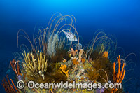 Deep water Reef Tasmania Photo - Gary Bell