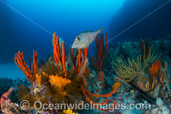 Velvet Leatherjacket Tasmania photo