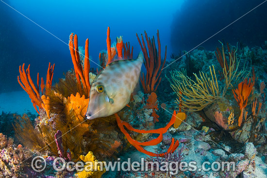 Velvet Leatherjacket Tasmania photo