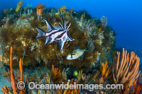 Temperate Reef Tasmania Photo - Gary Bell