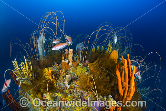 Temperate deep water reef comprising of Reef Fish amongst Whip Corals, Sea Sponges and Crinoid Feather Stars. Photo taken at Governor Island Marine Sanctuary, Bicheno, Tasmania, Australia. Photo - Gary Bell Temperate deep water reef comprising of Reef Fish amongst Whip Corals, Sea Sponges and Crinoid Feather Stars. Photo taken at Governor Island Marine Sanctuary, Bicheno, Tasmania, Australia. Photo - Gary Bell