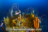 Deep water Reef Tasmania Photo - Gary Bell