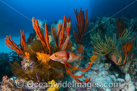 Divers Tasmania Reef photo