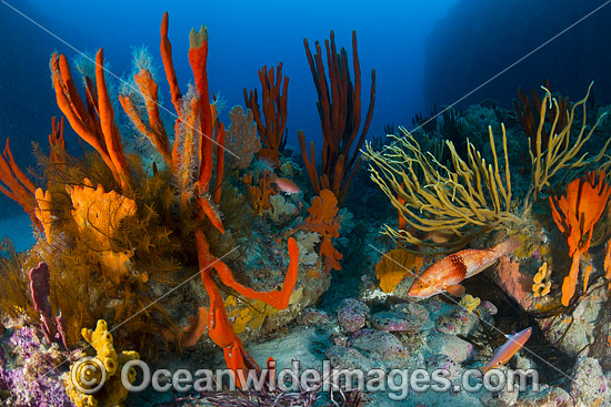 Temperate deep water reef seascape comprising of Sea Sponges, Crinoid Feather Stars and Reef Fish. Photo taken at Governor Island Marine Sanctuary, Bicheno, Tasmania, Australia. Photo - Gary Bell Temperate deep water reef seascape comprising of Sea Sponges, Crinoid Feather Stars and Reef Fish. Photo taken at Governor Island Marine Sanctuary, Bicheno, Tasmania, Australia. Photo - Gary Bell