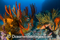 Deep water Reef Tasmania Photo - Gary Bell