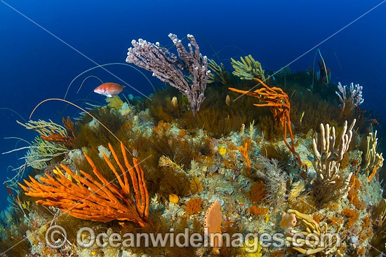 Temperate deep water reef comprising of Reef Fish amonsts Whip Corals, Sea Sponges and Crinoid Feather Stars. Photo taken at Governor Island Marine Sanctuary, Bicheno, Tasmania, Australia. Photo - Gary Bell
