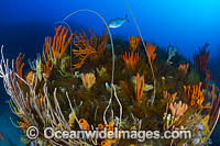 Tasmania Underwater Photo - Gary Bell