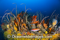 Deep water Reef Tasmania Photo - Gary Bell