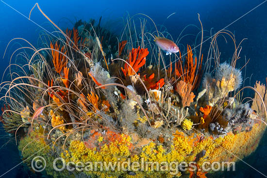 Temperate deep water reef comprising of Whip Corals, Sea Sponges, Zoanthids, Anemones and Reef Fish. Photo taken at Governor Island Marine Sanctuary, Bicheno, Tasmania, Australia. Photo - Gary Bell Temperate deep water reef comprising of Whip Corals, Sea Sponges, Zoanthids, Anemones and Reef Fish. Photo taken at Governor Island Marine Sanctuary, Bicheno, Tasmania, Australia. Photo - Gary Bell