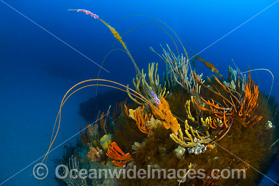 Temperate Reef Tasmania photo