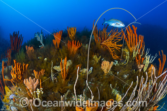 Temperate Reef Tasmania photo