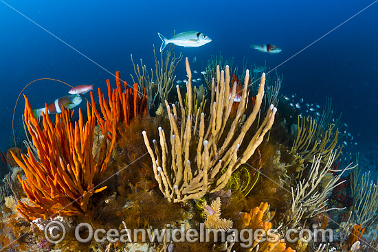 Temperate deep water reef comprising of a variety of Reef Fish amongst Sea Whips, Sea Sponges and Crinoid Feather Stars. Photo taken at Governor Island Marine Sanctuary, Bicheno, Tasmania, Australia. Photo - Gary Bell