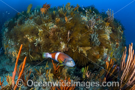Temperate Reef Tasmania photo