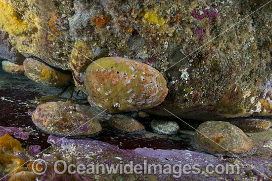 Blacklip Abalone photo