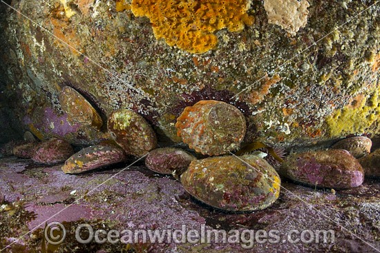 Blacklip Abalone (Haliotis rubra). Found from Fremantle, WA, to northern NSW and around Tas. Photo was taken in Governor Island Marine Sanctuary, Bicheno, Tasmania, Australia. Photo - Gary Bell