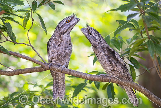 Tawny Frogmouth Australia photo Tawny Frogmouth Australia photo