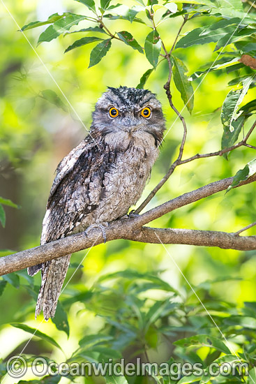 Tawny Frogmouth Australia photo