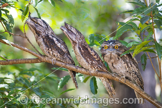 Tawny Frogmouth Australia photo Tawny Frogmouth Australia photo