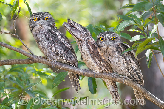 Tawny Frogmouth (Podargus strigoides). Found mostly in woodlands and eucalypt forests on mainland Australia and Tasmania. Similar to Marbled Frogmouth (Podargus ocellatus). Photo was taken in Coffs Harbour, New South Wales, Australia. Photo - Gary Bell Tawny Frogmouth (Podargus strigoides). Found mostly in woodlands and eucalypt forests on mainland Australia and Tasmania. Similar to Marbled Frogmouth (Podargus ocellatus). Photo was taken in Coffs Harbour, New South Wales, Australia. Photo - Gary Bell
