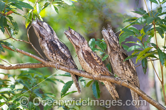Tawny Frogmouth Australia photo Tawny Frogmouth Australia photo