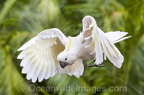 Sulphur-crested Cockatoo photo