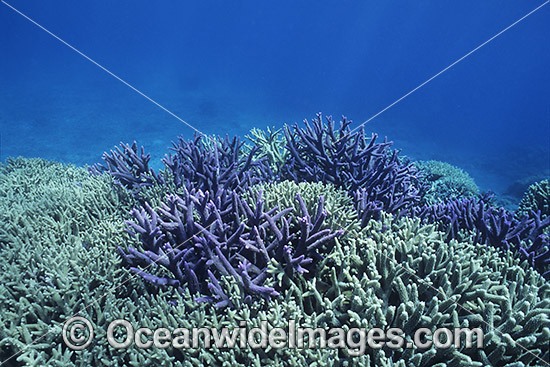 Coral before bleaching Great Barrier Reef photo