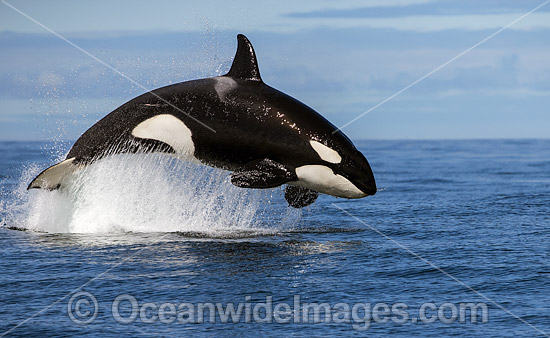 Orca, or Killer Whale (Orcinus orca), breaching on the surface. Photo was taken off Cape Point, South Africa. Classified Lower Risk on the IUCN Red List. Photo - Chris and Monique Fallows