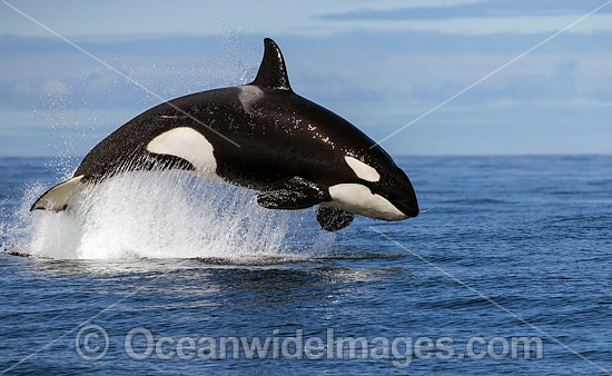 Orca, or Killer Whale (Orcinus orca), breaching on the surface. Photo was taken off Cape Point, South Africa. Classified Lower Risk on the IUCN Red List. Photo - Chris and Monique Fallows Orca, or Killer Whale (Orcinus orca), breaching on the surface. Photo was taken off Cape Point, South Africa. Classified Lower Risk on the IUCN Red List. Photo - Chris and Monique Fallows