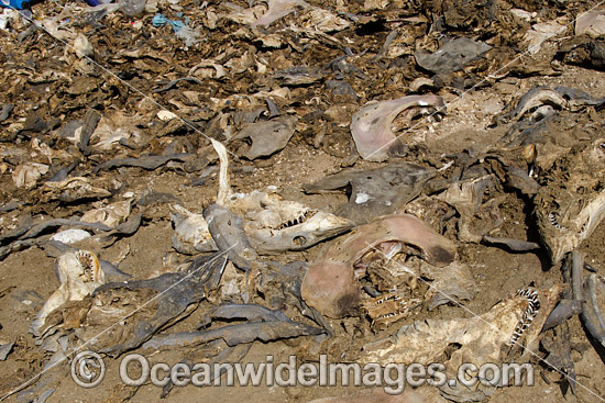 Mako and other shark and ray heads discarded by shark fishermen and gill netters in Guerero Negro, Baja, Mexico. Photo - Andy Murch Mako and other shark and ray heads discarded by shark fishermen and gill netters in Guerero Negro, Baja, Mexico. Photo - Andy Murch