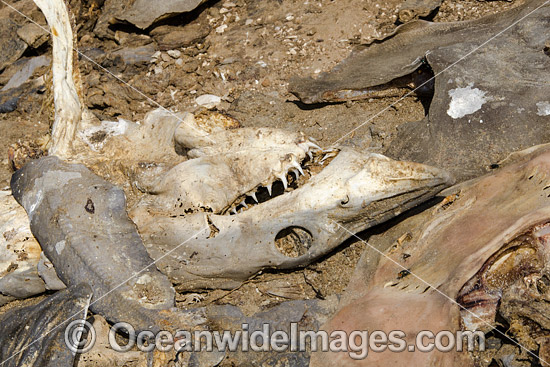 Mako and other shark and ray heads discarded by shark fishermen and gill netters in Guerero Negro, Baja, Mexico. Photo - Andy Murch Mako and other shark and ray heads discarded by shark fishermen and gill netters in Guerero Negro, Baja, Mexico. Photo - Andy Murch