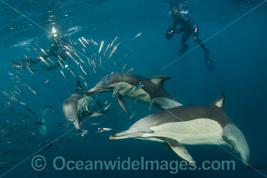 Dolphins attack baitball photo