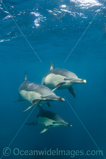 Long-beaked Dolphins photo