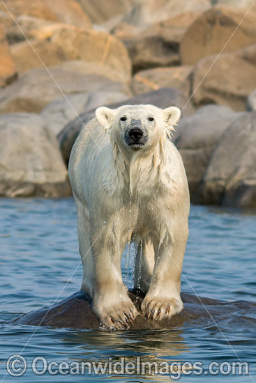 Polar Bear Canada photo