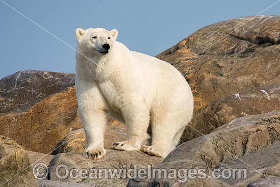 Polar Bear Canada photo Polar Bear Canada photo