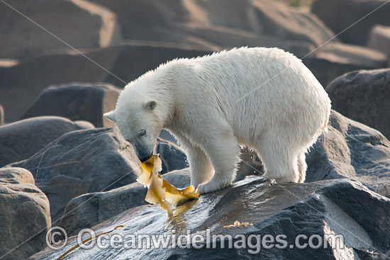 Polar Bear eating kelp photo Polar Bear eating kelp photo