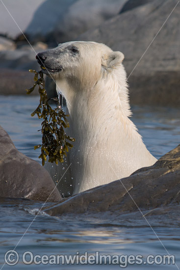 Polar Bear eating kelp photo