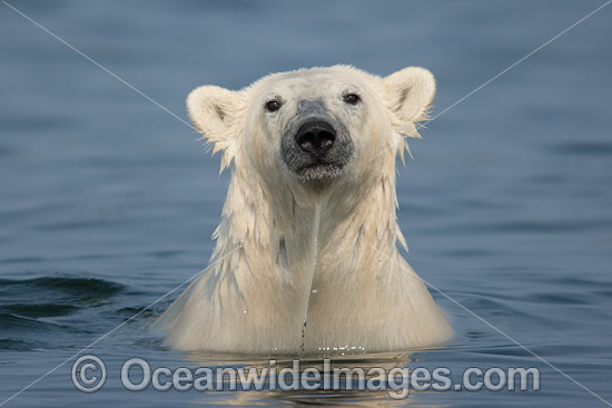 Polar Bear (Ursus maritimus), trying to stay cool in the summer sun near Churchill, Hudson Bay, Manitoba, Canada, Canadian Arctic. Classified Vulnerable on the IUCN Red List. Photo - Andy Murch