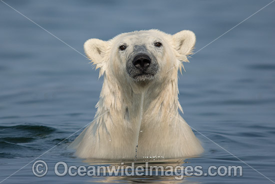 Polar Bear Canada photo Polar Bear Canada photo