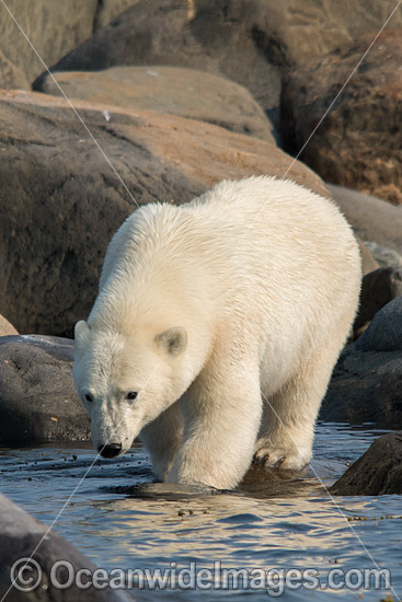 Polar Bear Hudson Bay Canada photo