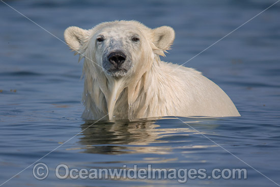 Polar Bear Canada photo