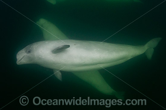 Beluga Whale Canada photo