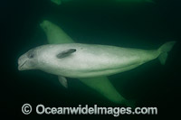 Beluga Whale Canada Photo - Andy Murch