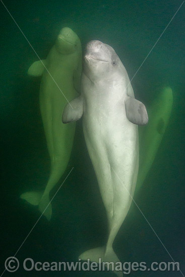 Beluga Whale (Delphinapterus leucas), hunting in the murky waters of the Churchill River, Manitoba, Canada, Arctic Ocean. Also known as White Whale. Found in the Arctic and sub-Arctic region. Photo - Andy Murch Beluga Whale (Delphinapterus leucas), hunting in the murky waters of the Churchill River, Manitoba, Canada, Arctic Ocean. Also known as White Whale. Found in the Arctic and sub-Arctic region. Photo - Andy Murch
