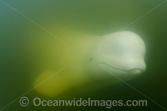 Beluga Whale (Delphinapterus leucas), hunting in the murky waters of the Churchill River, Manitoba, Canada, Arctic Ocean. Also known as White Whale. Found in the Arctic and sub-Arctic region. Photo - Andy Murch Beluga Whale (Delphinapterus leucas), hunting in the murky waters of the Churchill River, Manitoba, Canada, Arctic Ocean. Also known as White Whale. Found in the Arctic and sub-Arctic region. Photo - Andy Murch
