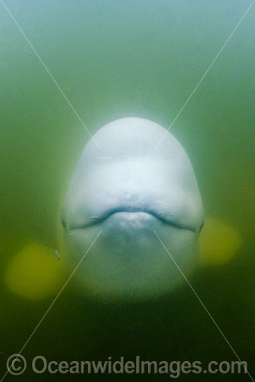 Beluga Whale (Delphinapterus leucas), hunting in the murky waters of the Churchill River, Manitoba, Canada, Arctic Ocean. Also known as White Whale. Found in the Arctic and sub-Arctic region. Photo - Andy Murch