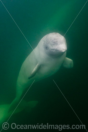 Beluga Whale (Delphinapterus leucas), hunting in the murky waters of the Churchill River, Manitoba, Canada, Arctic Ocean. Also known as White Whale. Found in the Arctic and sub-Arctic region. Photo - Andy Murch Beluga Whale (Delphinapterus leucas), hunting in the murky waters of the Churchill River, Manitoba, Canada, Arctic Ocean. Also known as White Whale. Found in the Arctic and sub-Arctic region. Photo - Andy Murch